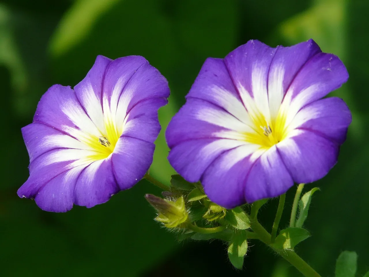 You are currently viewing Gloire du matin : comment cultiver cette fleur