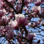 Tout savoir sur les magnolias, plantation et entretien