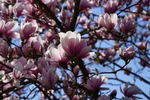 Lire la suite à propos de l’article Tout savoir sur les magnolias, plantation et entretien