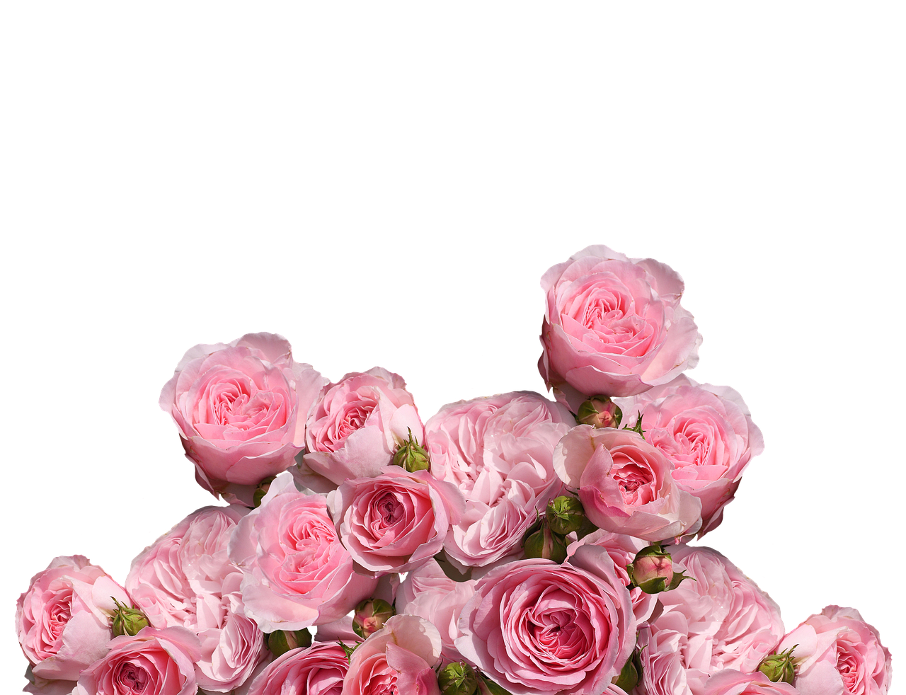 You are currently viewing Cinquante nuances de rose rose avec sa signification