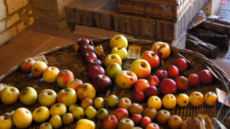 un plateau en osier avec des variétés de pommes d'hiver