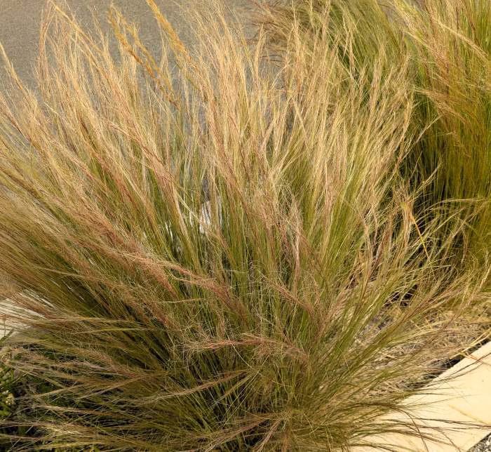 You are currently viewing Cheveux d’ange : élégance et poésie dans le jardin
