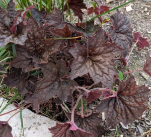 Lire la suite à propos de l’article Heuchera sanguinea : conseils pour un entretien réussi