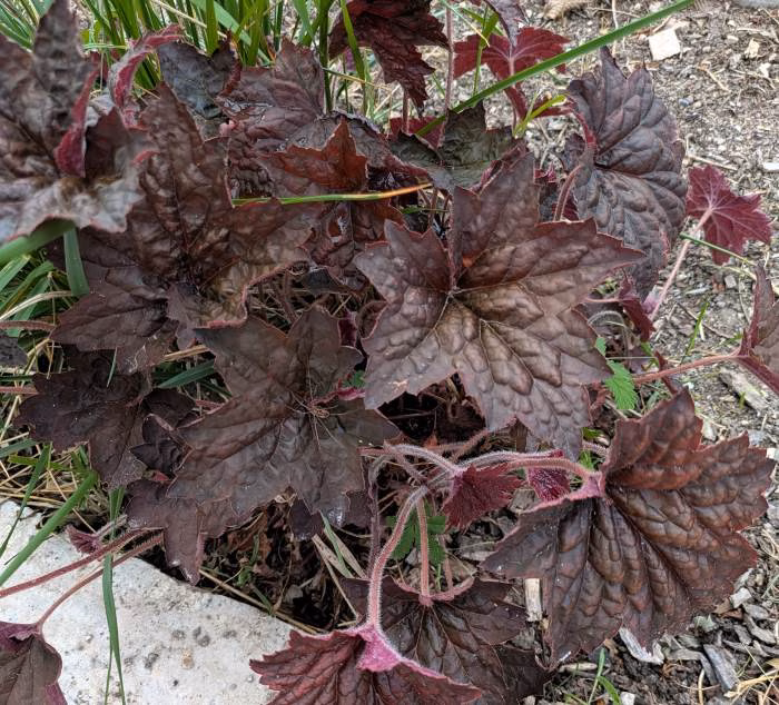 You are currently viewing Heuchera sanguinea : conseils pour un entretien réussi