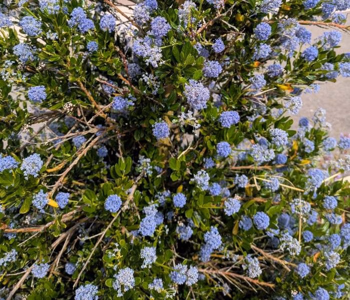You are currently viewing Lilas de Californie : entretien et floraison