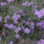 Mauve sauvage comestible et vertus nutritives