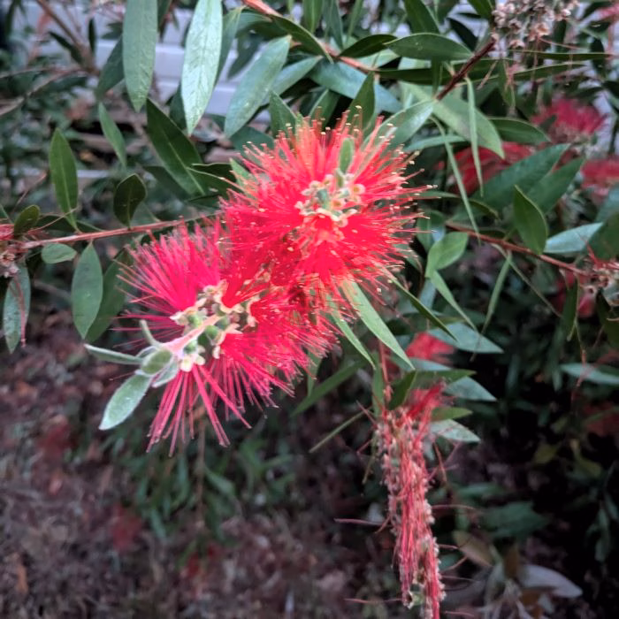 You are currently viewing Plante rince bouteille : un atout pour votre jardin
