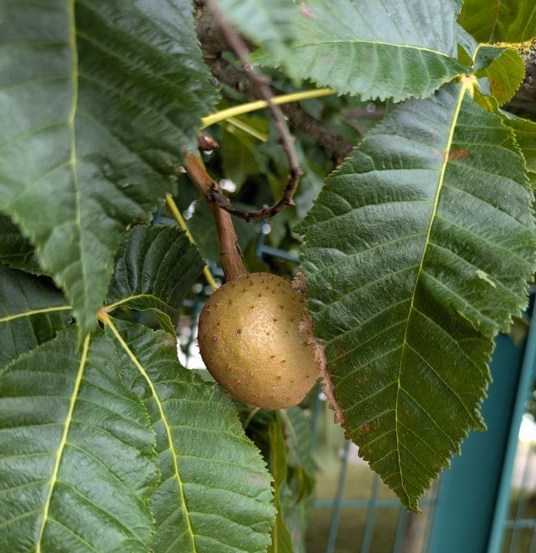 You are currently viewing Marronnier, les secrets de cet arbre