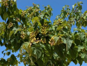 Lire la suite à propos de l’article Fruit du paulownia : secrets et caractéristiques