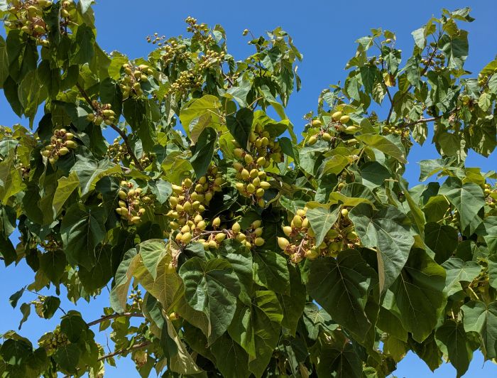 You are currently viewing Fruit du paulownia : secrets et caractéristiques