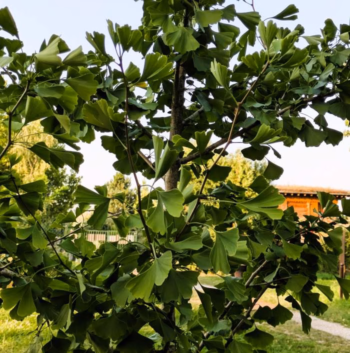 You are currently viewing Ginkgo : culture et entretien de cet arbre