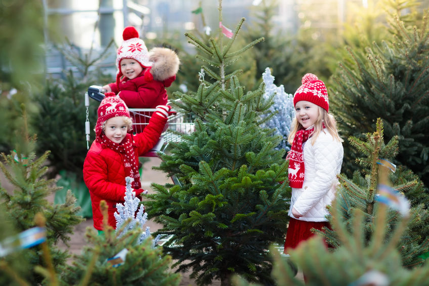You are currently viewing Jardin hivernal : quels végétaux associer au sapin pour une décoration naturelle ?