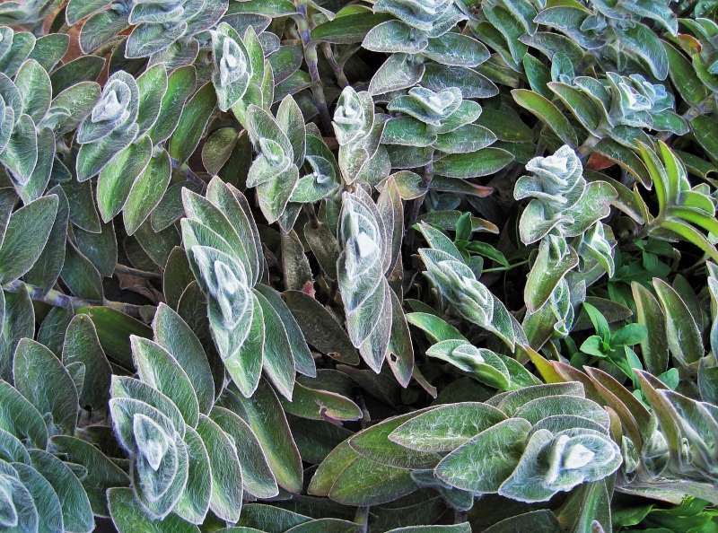 You are currently viewing Tradescantia sillamontana : entretenir votre plante