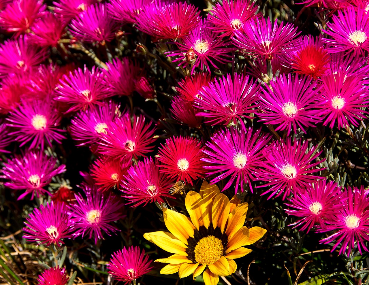 You are currently viewing Griffe de sorcière : culture et entretien