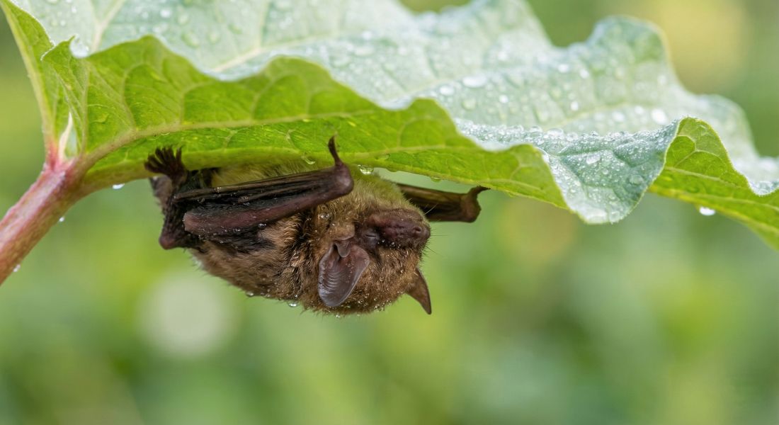 You are currently viewing Chauve souris : un atout pour votre potager
