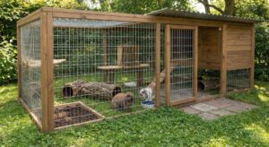 Lire la suite à propos de l’article Enclos lapin extérieur : sécurité et confort