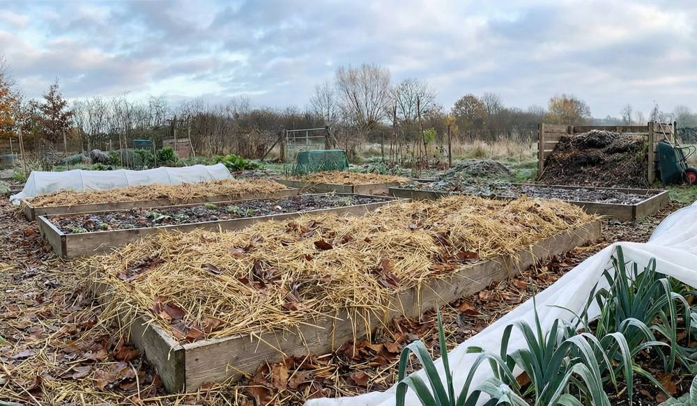 You are currently viewing Potager hivernage : transformez l&rsquo;hiver en atout