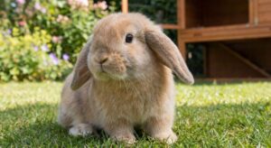 Lire la suite à propos de l’article Lapin nain bélier : guide complet