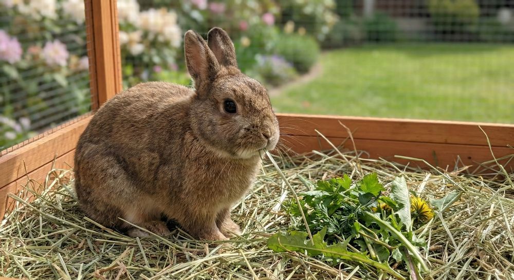 You are currently viewing Lapin nain : besoins et conseils pratiques