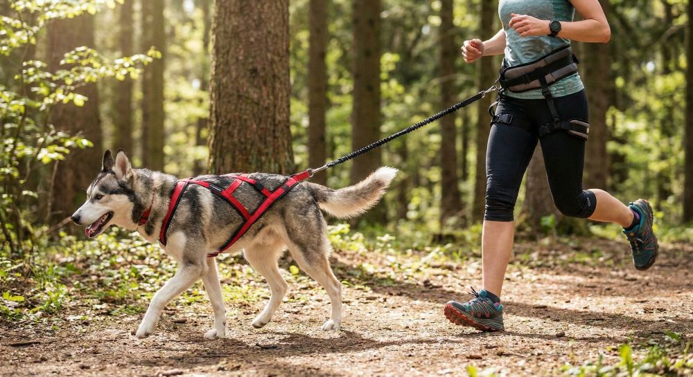 You are currently viewing Canicross et matériel : équipement essentiel