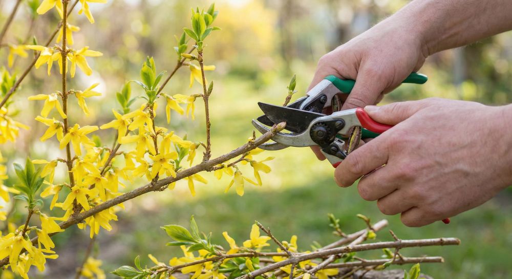 You are currently viewing Tailler un forsythia facilement chez soi