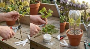 Lire la suite à propos de l’article Bouture de la glycine : conseils aux jardiniers