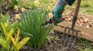 Lire la suite à propos de l’article Entretien des bulbes après floraison : guide complet