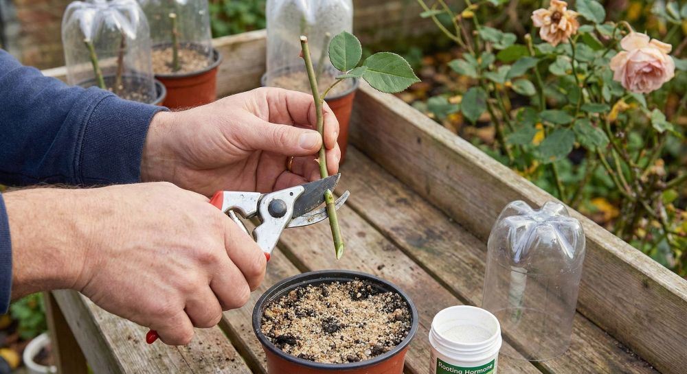 You are currently viewing Bouture de rose : méthode facile