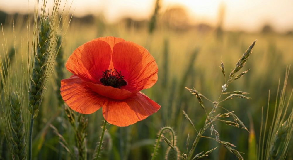 You are currently viewing Coquelicot : symbolique et signification