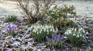 Lire la suite à propos de l’article Fleurs de février pour un jardin coloré