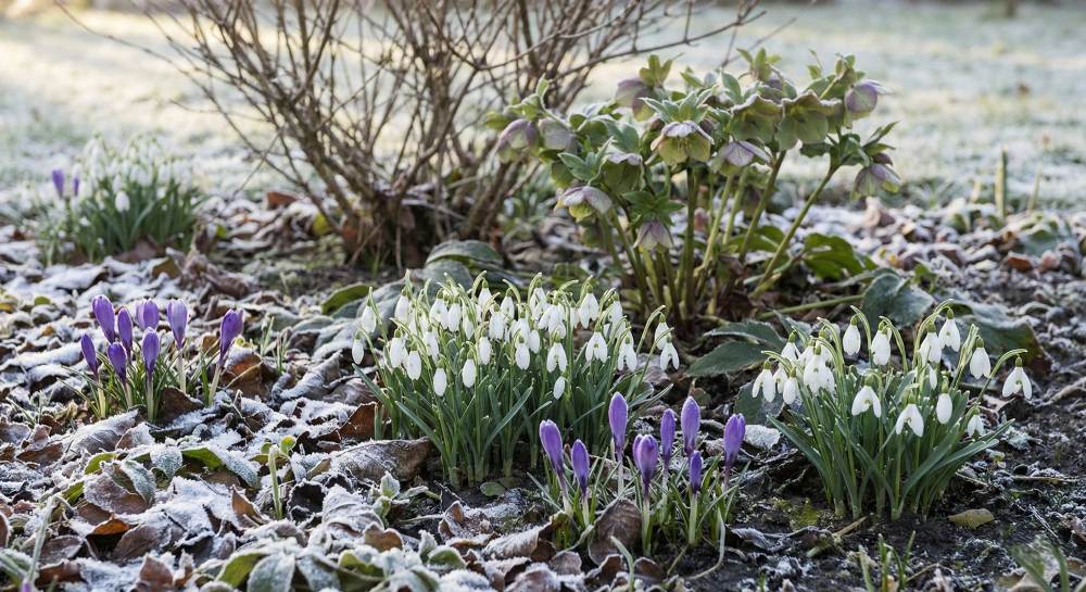 You are currently viewing Fleurs de février pour un jardin coloré