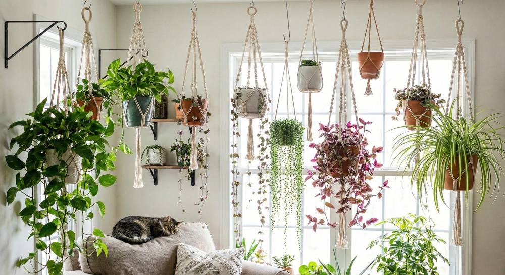 You are currently viewing Plante suspendue : transformez votre espace