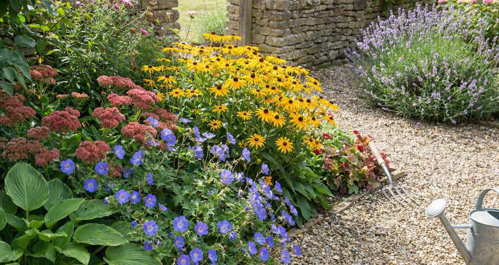 You are currently viewing Plantes vivaces pour débutants : 10 choix faciles