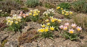 Lire la suite à propos de l’article Tulipes botaniques : la meilleure sélection