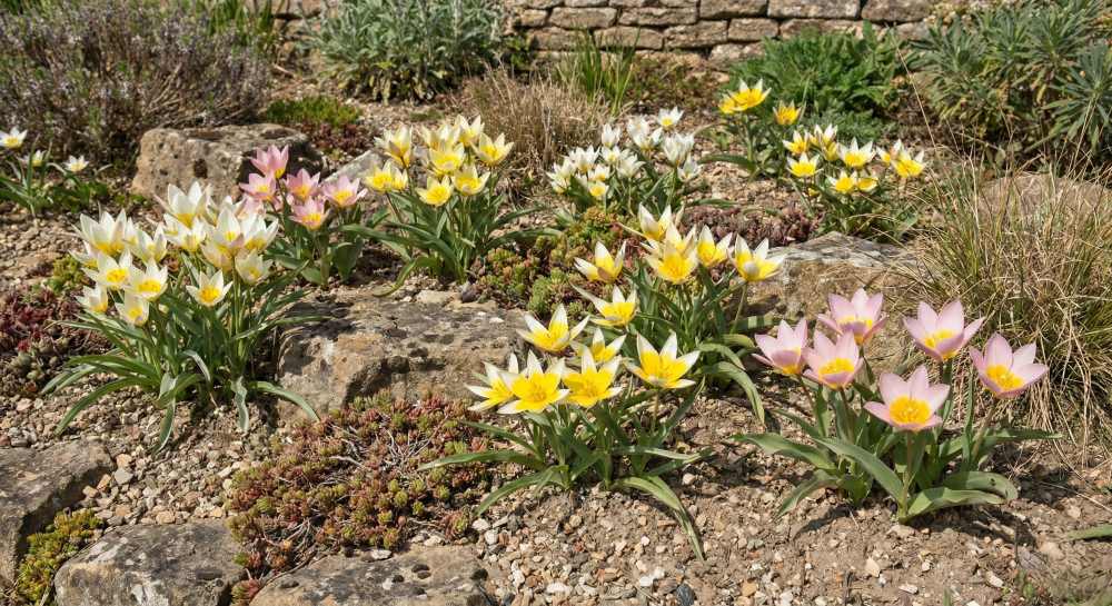 You are currently viewing Tulipes botaniques : la meilleure sélection