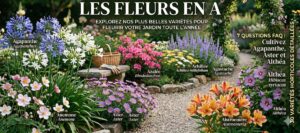 Lire la suite à propos de l’article Nom de fleurs en A pour embellir votre jardin