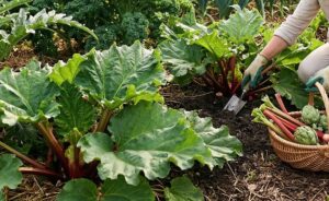 Lire la suite à propos de l’article Légumes vivaces et perpétuels : guide complet