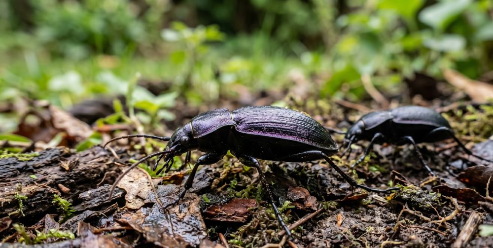 You are currently viewing Carabes : les alliés secrets du jardinier