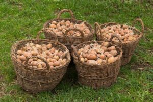 Lire la suite à propos de l’article Pomme de terre germée : que faire avec ?