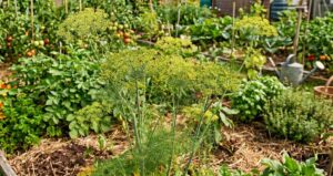 Lire la suite à propos de l’article Cultiver le fenouil au potager sans montée en graines