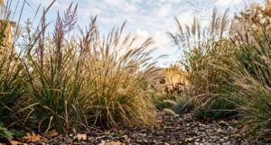 Lire la suite à propos de l’article Jardin de graminées ornementales pour un jardin vivant