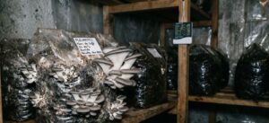 Lire la suite à propos de l’article Cultiver des champignons sur marc de café en 5 étapes