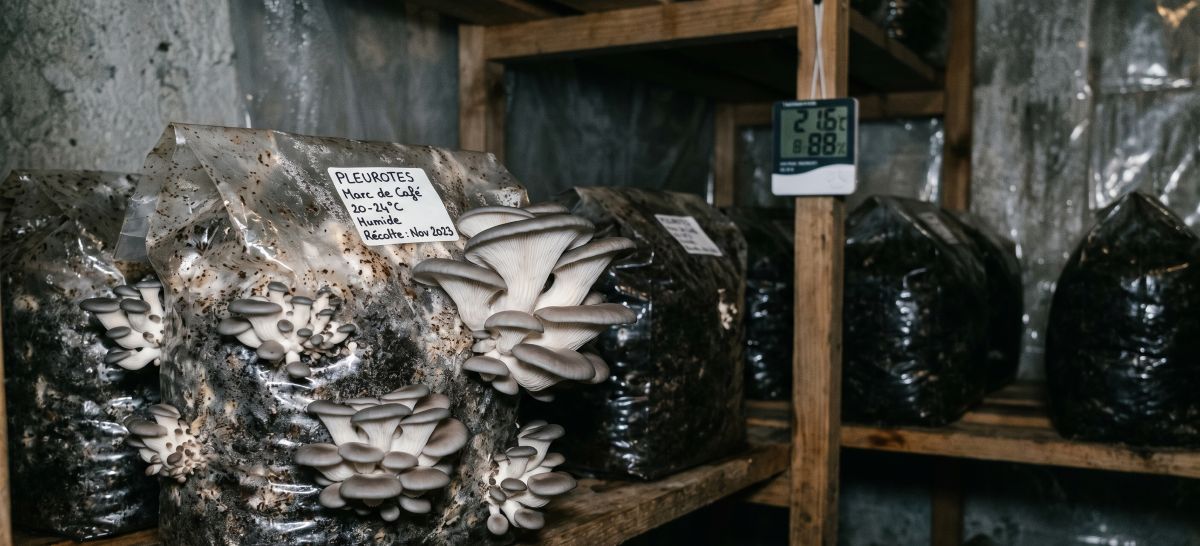 You are currently viewing Cultiver des champignons sur marc de café en 5 étapes