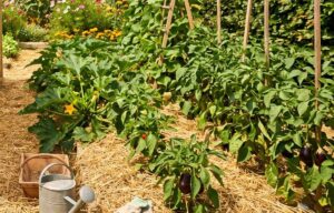 Lire la suite à propos de l’article Comment protéger ses légumes de la chaleur