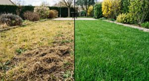 Lire la suite à propos de l’article Réussir sa pelouse au printemps : scarification, semis, engrais
