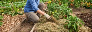 Lire la suite à propos de l’article Le paillage d&rsquo;été : quel matériau choisir