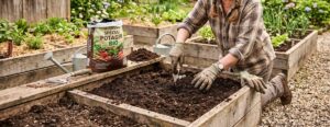 Lire la suite à propos de l’article Préparer ses carrés potagers pour la saison : les variétés méconnues à découvrir absolument
