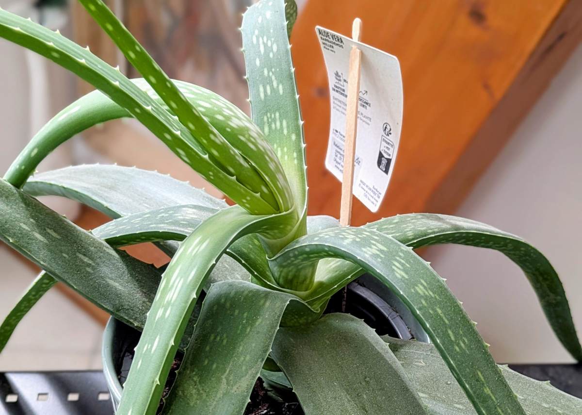 You are currently viewing Aloé vera : une plante aux multiples bienfaits
