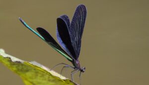 Lire la suite à propos de l’article Les libellules du jardin : identification, espèces et conseils