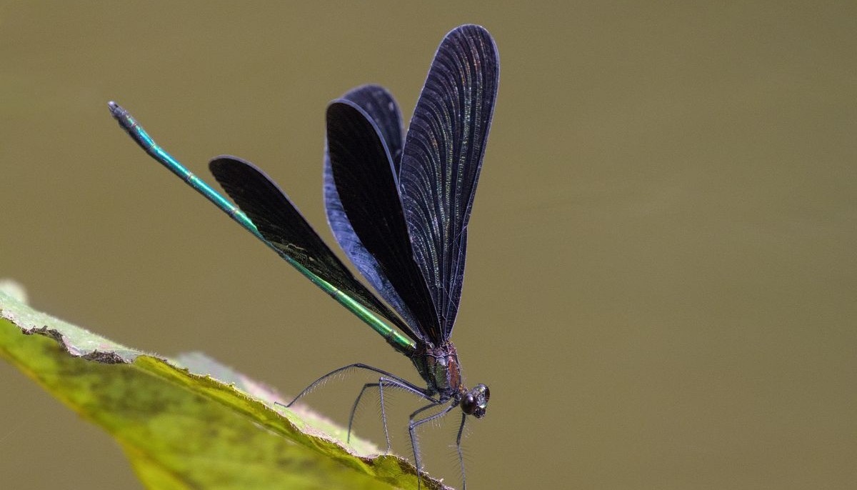 You are currently viewing Les libellules du jardin : identification, espèces et conseils